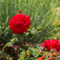 EPN Abbaye rose veil 2018