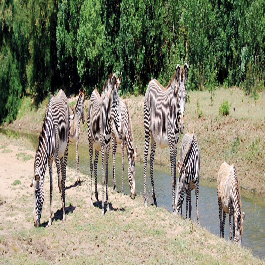 Réserve Africaine de Sigean Guide tourisme à Narbonne / Languedoc Roussillon Réserve Africaine de Sigean Guide tourisme à Narbonne / Languedoc Roussillon