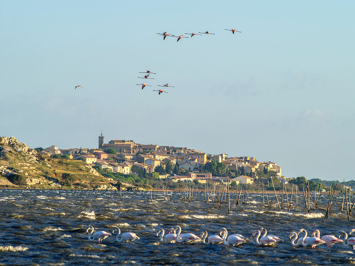 Destination la Narbonnaise Surprenante Méditerranée Guide tourisme à Narbonne / Languedoc Destination la Narbonnaise Surprenante Méditerranée Guide tourisme à Narbonne / Languedoc