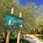 Oulibo narbonne cueillette olives