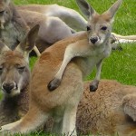 Parc australien narbonne kangourous